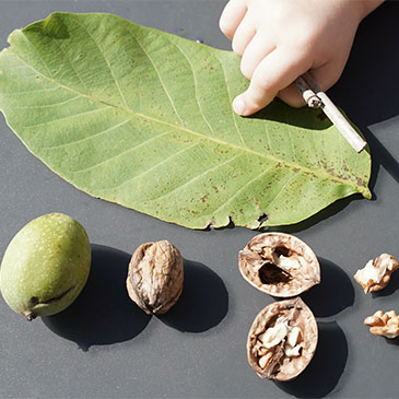 Leaf, acorn, and nuts